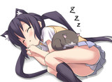 猫のお昼寝