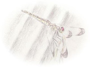 蜻蛉 ニコニコ静画 イラスト