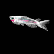 めだか ニコニコ静画 イラスト