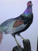 とある中３の落書きｗその１７