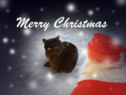 ぷれぜんとは持ってきたんだろうな？