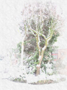 雪かむりの木