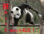 笹食ってる場合じゃねえ！（GIF）