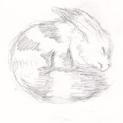 まるまっているテト