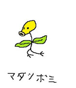 マダツボミかいた