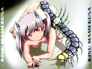 黄道さん家の絹ちゃん