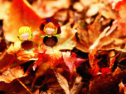 ちいさい秋みぃつけた。