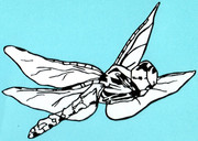 トンボを切ってみた