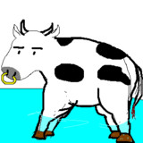 水の上の牛