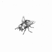 蝿 ニコニコ静画 イラスト