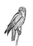 鳥　サシバ