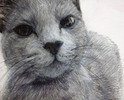 ロシアンブルーを描いたよ