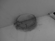 家にこんなのがいた┌(┌＾o＾)┐