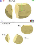 進撃の芋