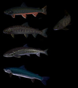 イワナ ニコニコ静画 イラスト