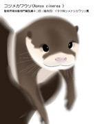 カワウソちゃん