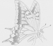 アゲハ蝶