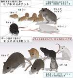 モブネズミAセット、Mセット配布