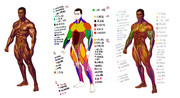 筋肉解剖図