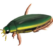 ニコニコ昆虫図鑑 ニコニコ静画 イラスト