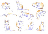 ウチのにゃんこ