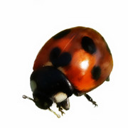 ニコニコ昆虫図鑑 ニコニコ静画 イラスト