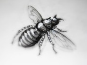 アスワンツェツェバエ