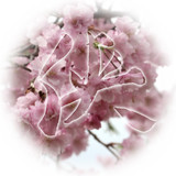 侠