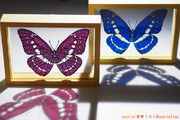 Morpho cypris【切り絵】