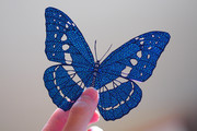 【切り絵】Morpho cypris
