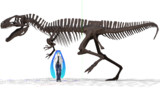 アクロカントサウルス全身骨格モデル配布