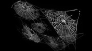 蜘蛛の巣 ニコニコ静画 イラスト