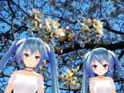 ミクさんとちびミクさんと桜の花３．２８