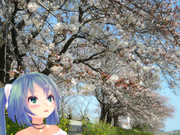 ちびミクさんと桜３．２９