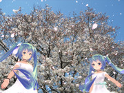 二人のミクさんと桜の花３．２９