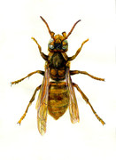 蜂の精密描写！