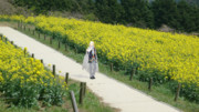 山姥切国広と菜の花畑