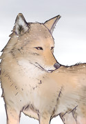 コヨーテ