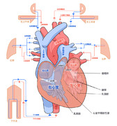 ヒト心臓血流解説図