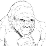 GORILLA