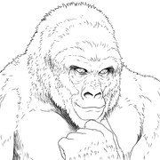 GORILLA