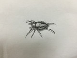 【鉛筆】蜘蛛