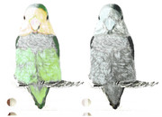 コザクラインコ ニコニコ静画 イラスト
