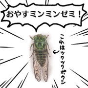 おやすミンミンゼミ
