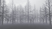【MMDステージ配布】霧の枯木の森 TL3【スカイドーム】