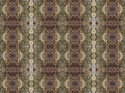 シンメトリー(樹皮)