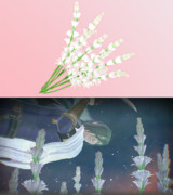 チュベローズ（月下香）