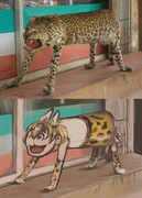 サーバルちゃんの剥製