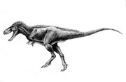 "Dinotyrannus ディノティランヌス"