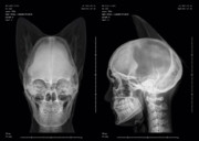 透け透けのフレンズ_改
